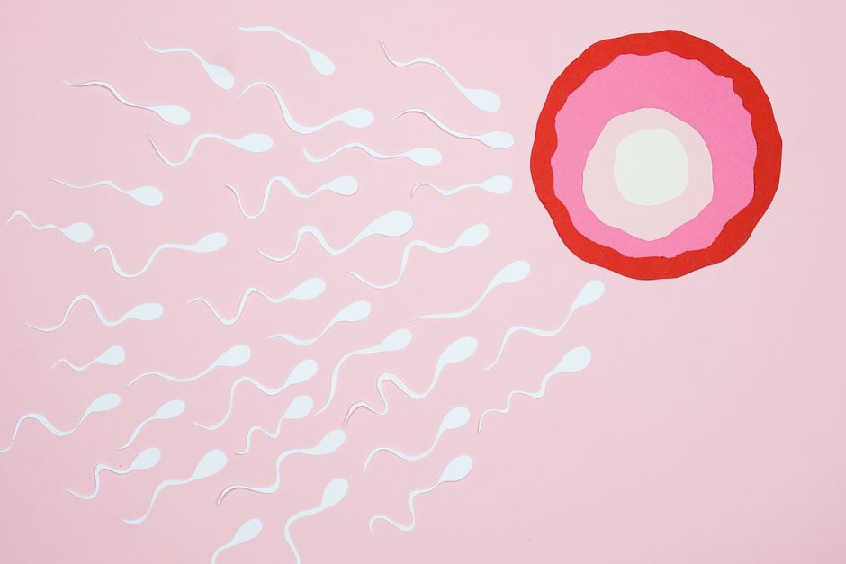 Time-lapse embryo monitoring incubator in a Korean IVF laboratory